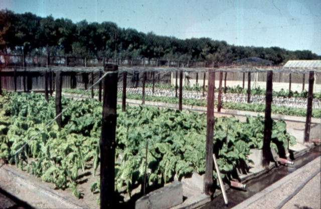 Hydrophonics2